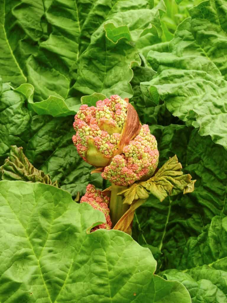 closeup of a rhubarb flower