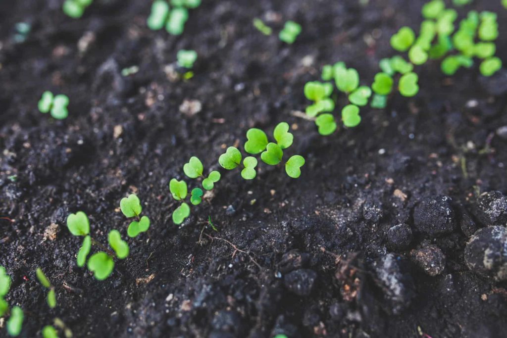 radish seedlings sprouting in soil