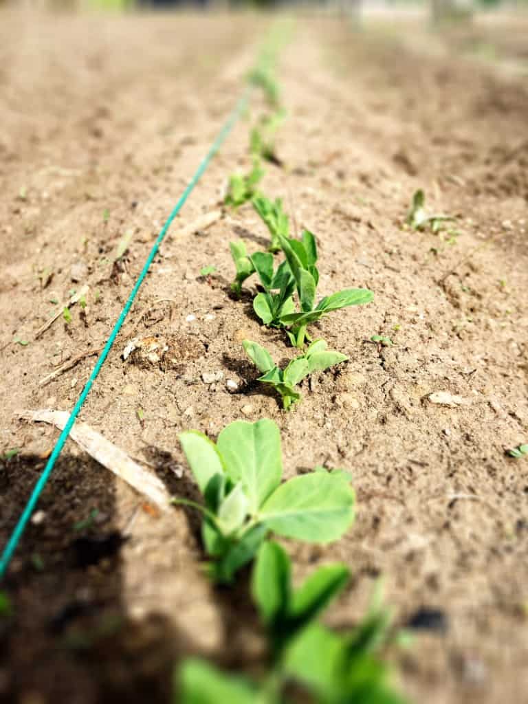 close up of pea seedlings