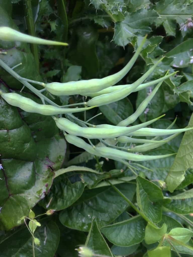 radish seed pods on the plant