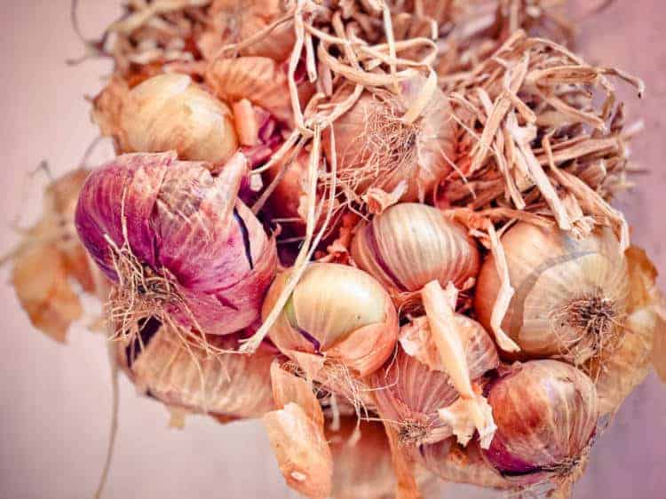 a hanging bunch of homegrown onions