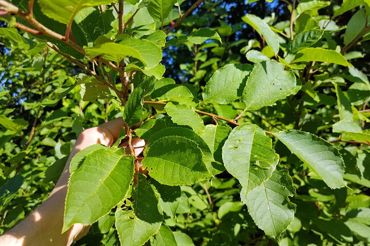 chokecherry leaves growing on a tree