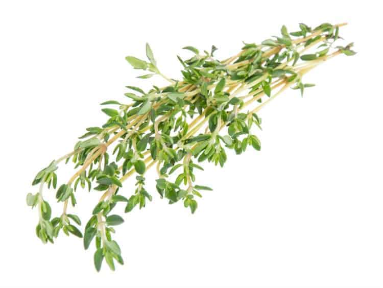 Garden Thyme ( Thymus Vulgaris)