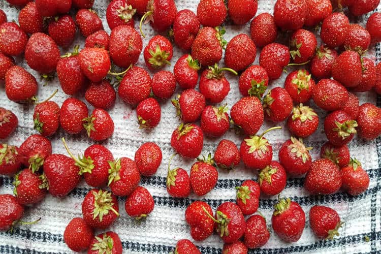 drying fresh strawberries on a clean dish towel