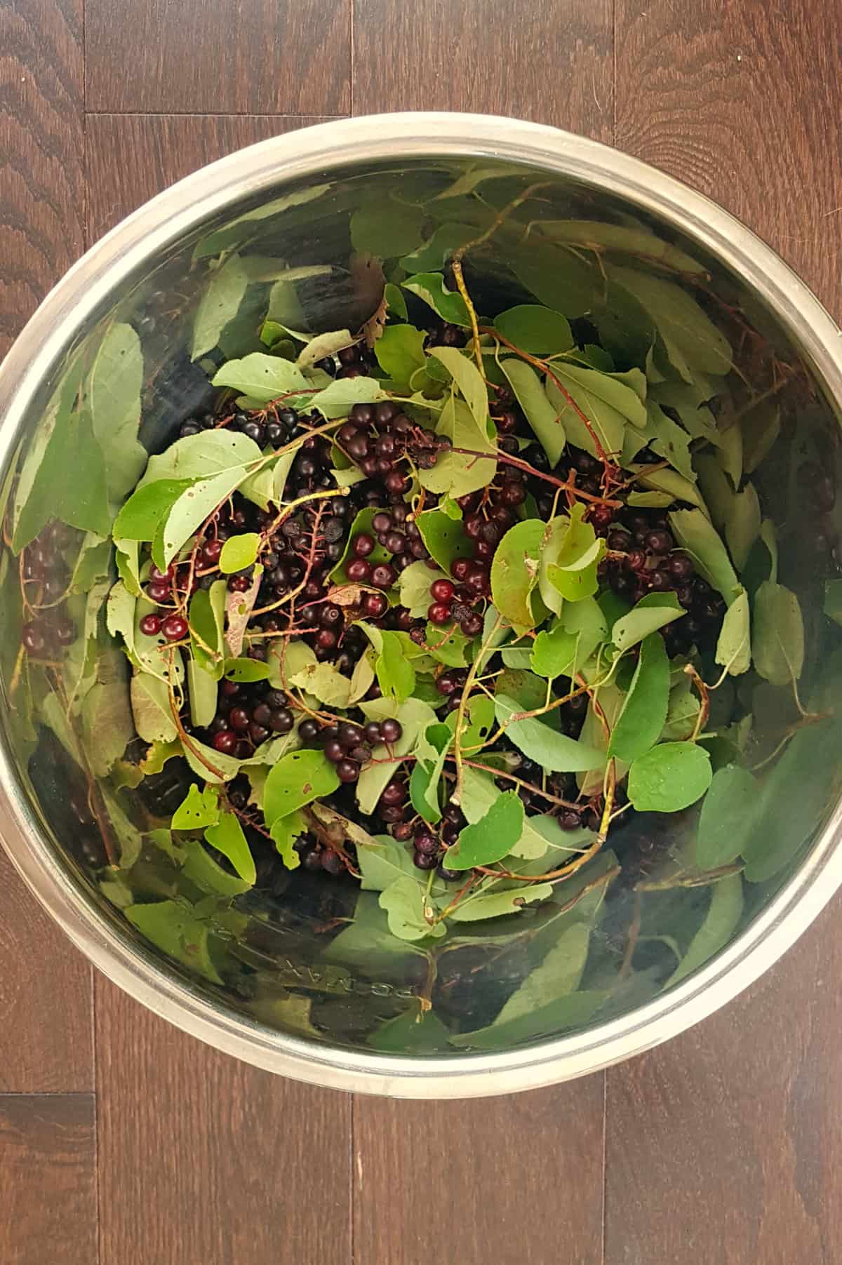 chokecherries in a steel bowl after collecting