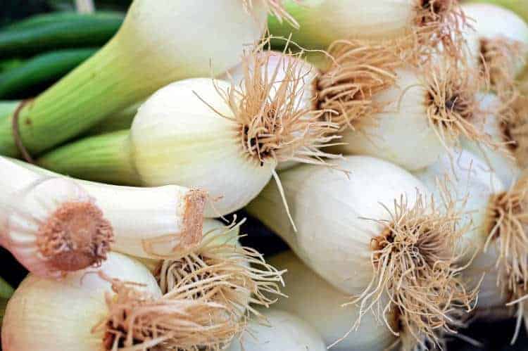 close up shot of the ends of green onions