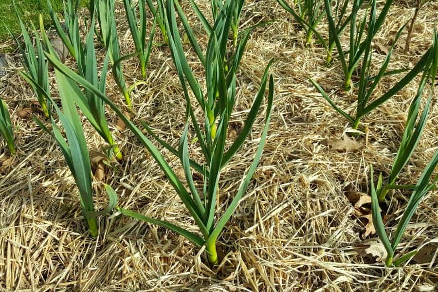 A garlic patch heavily mulched with rows of garlic plants