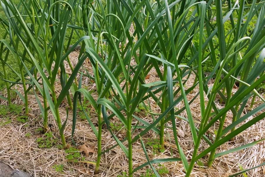 Mature garlic plants in a backyard vegetable garden