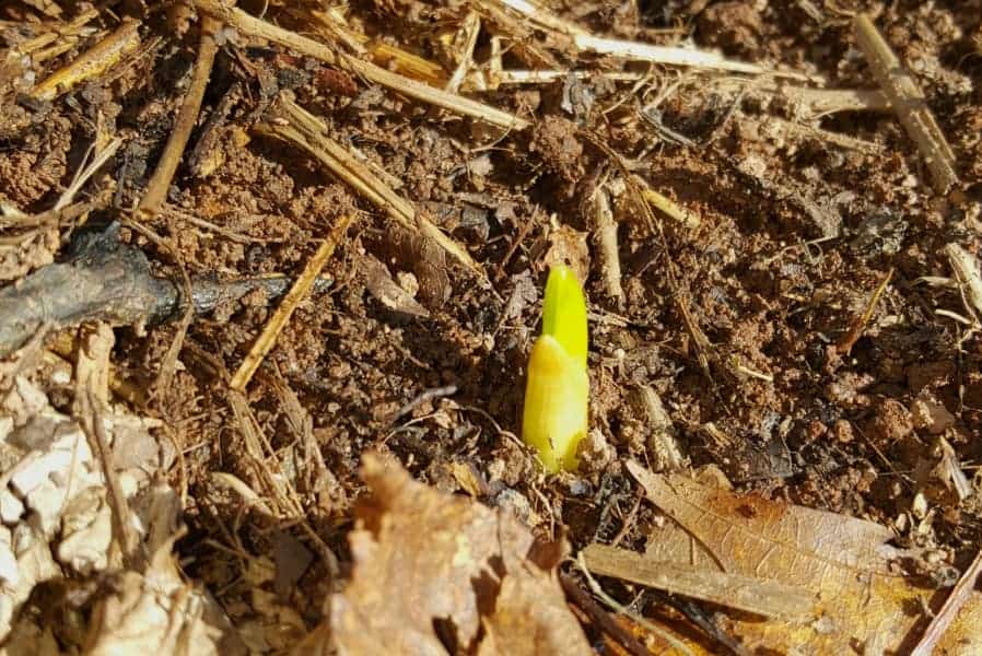 a garlic clove sprouting in the fall before winter has hit