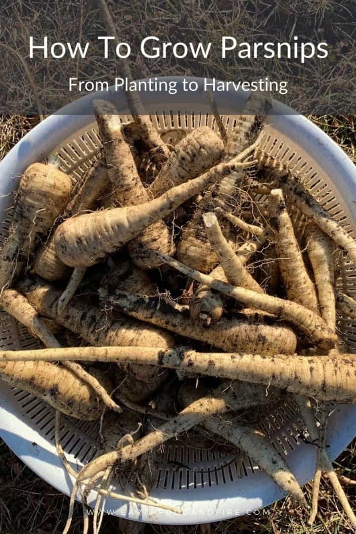 a white bowl filled with freshly harvested parsnips, overlaid with a banner reading: 