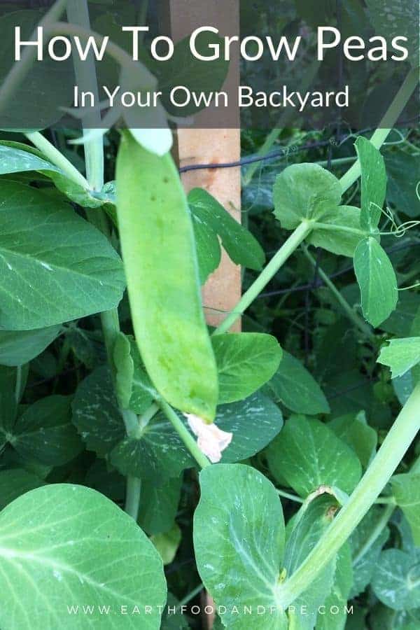 mature snowpea on the vine