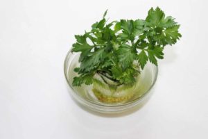 a new celery plant slowly growing new leaves