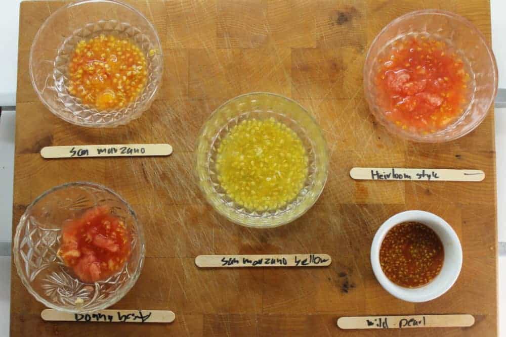 Saving tomato seeds is an economical and fun project any gardener can manage at home.