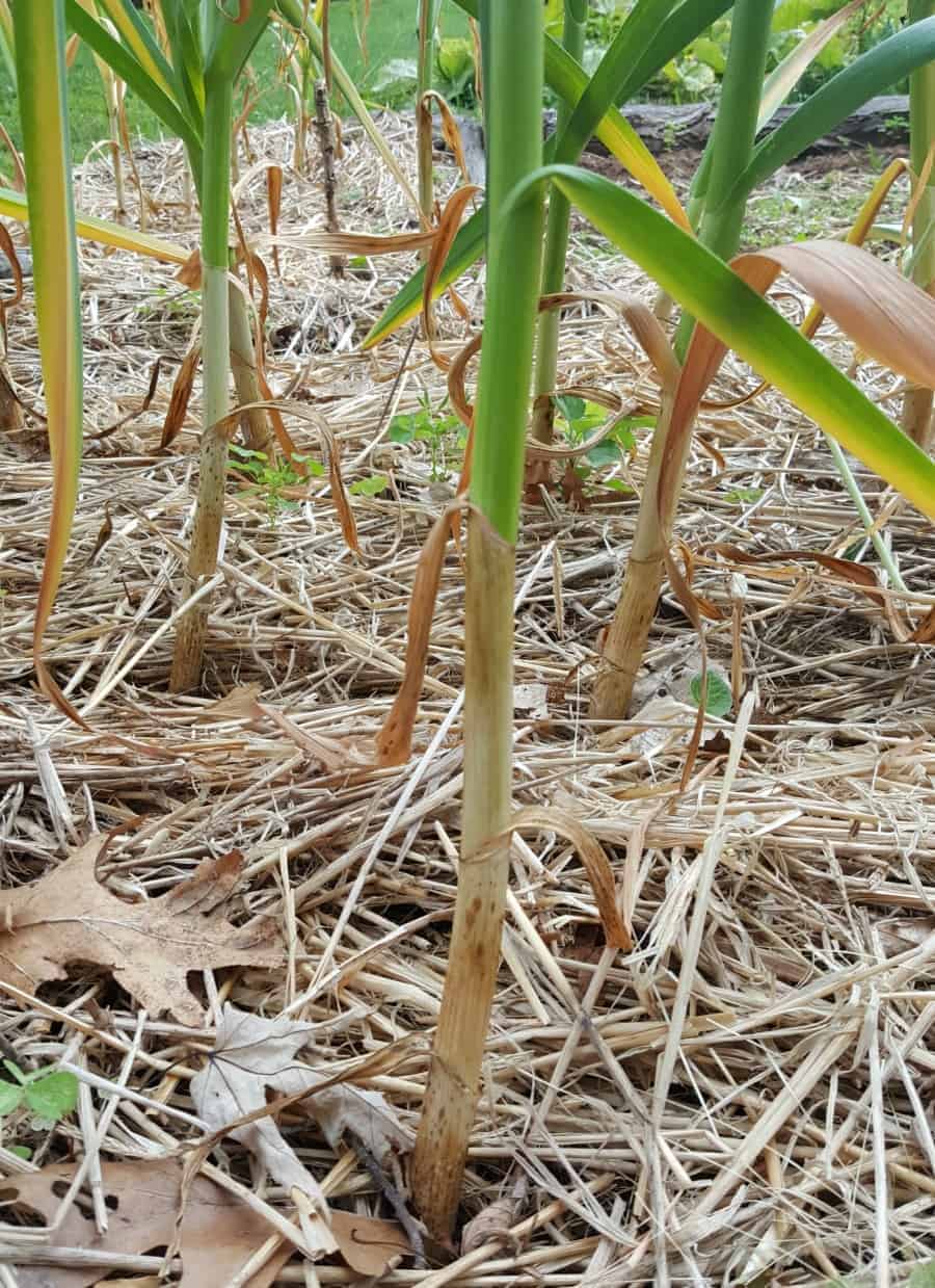 The bottom set of leaves turning brown on a garlic plant, indicating the garlic is ready for harvest