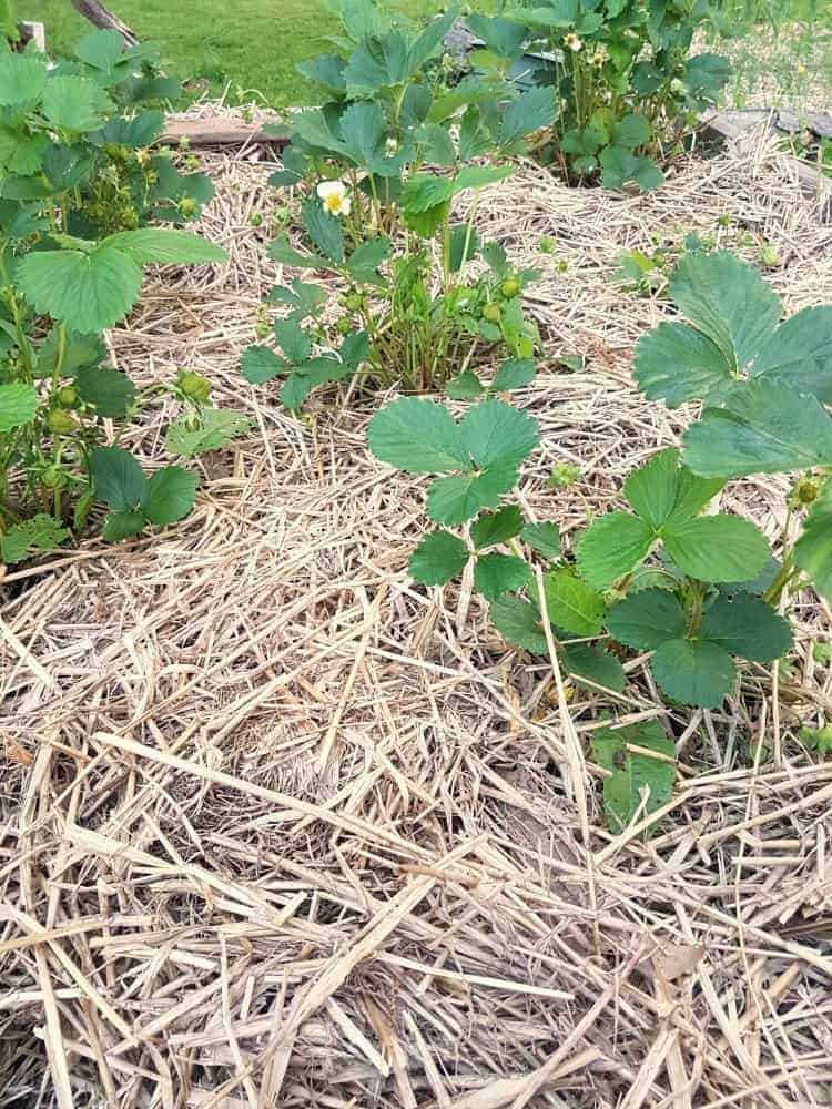 a raised garden bed mulched with straw