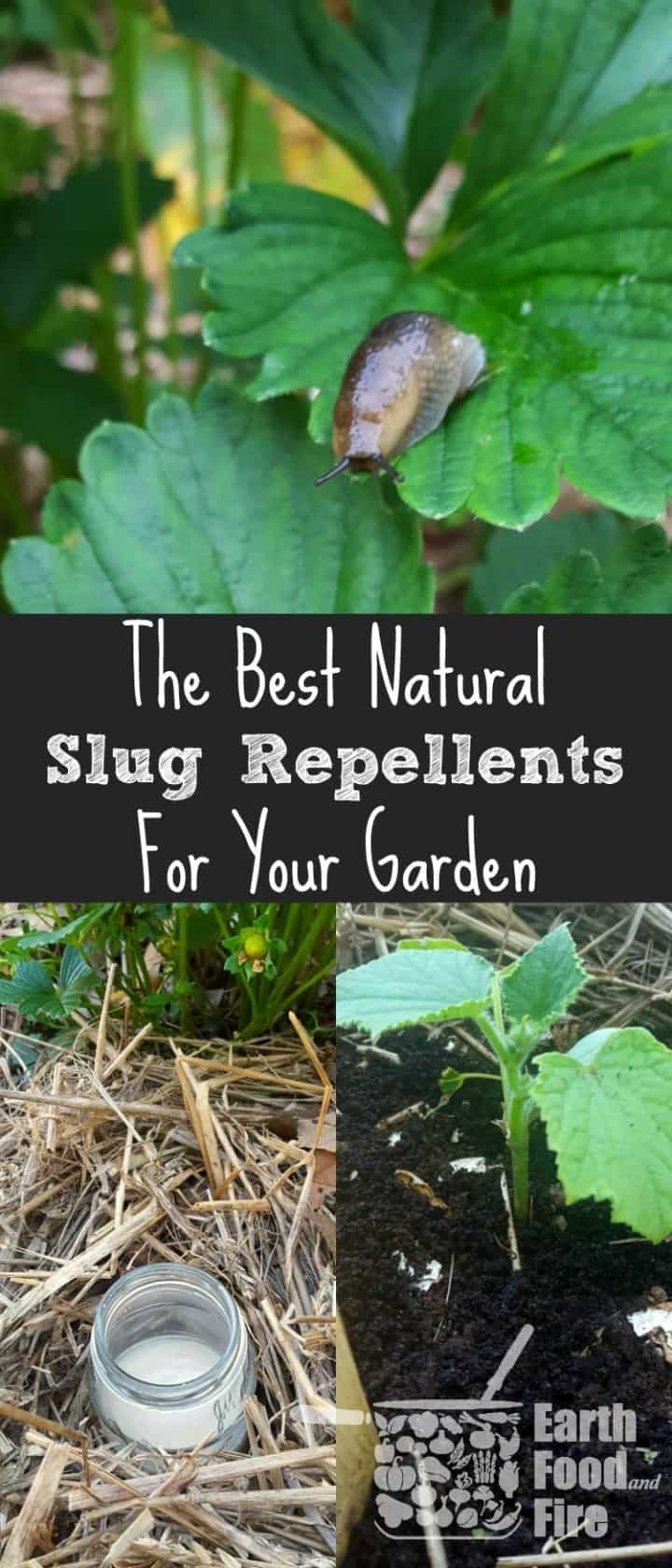 Every gardener that grows their own vegetables, has had a battle with slugs. Fortunately all is not lost! Learn how to get rid of slugs in your garden using natural methods and deterrents. Perfect for use when pets or children are around, and won't damage your plants.