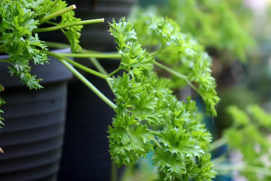 Fresh parsley growing in a black pot