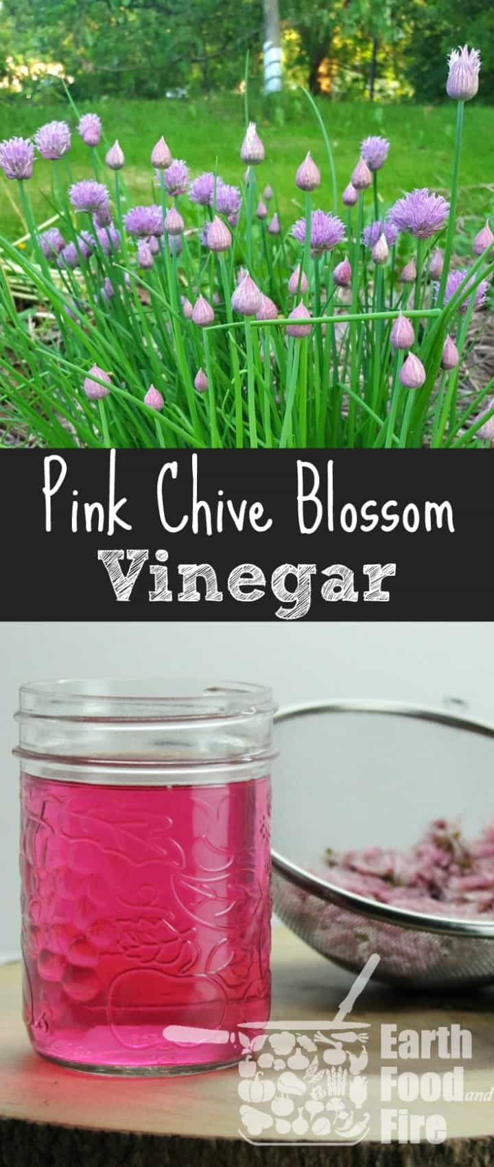 Home made chive blossom vinegar is a great way to us up excess chive flowers from your garden. Simple to make this homemade condiment, produces a stunning color! Great for use in marinades, dressings, and sauces!