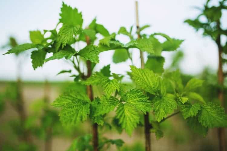 raspberry canes in a garden