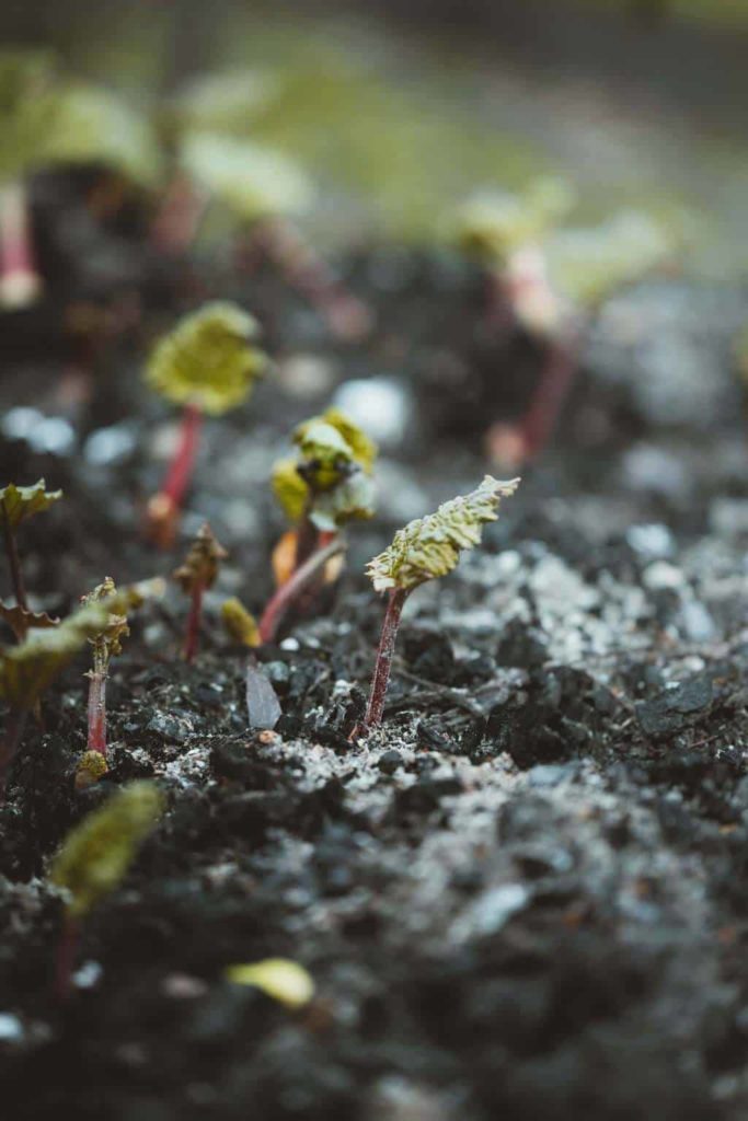 baby rhubarb leaves sprouting in soil