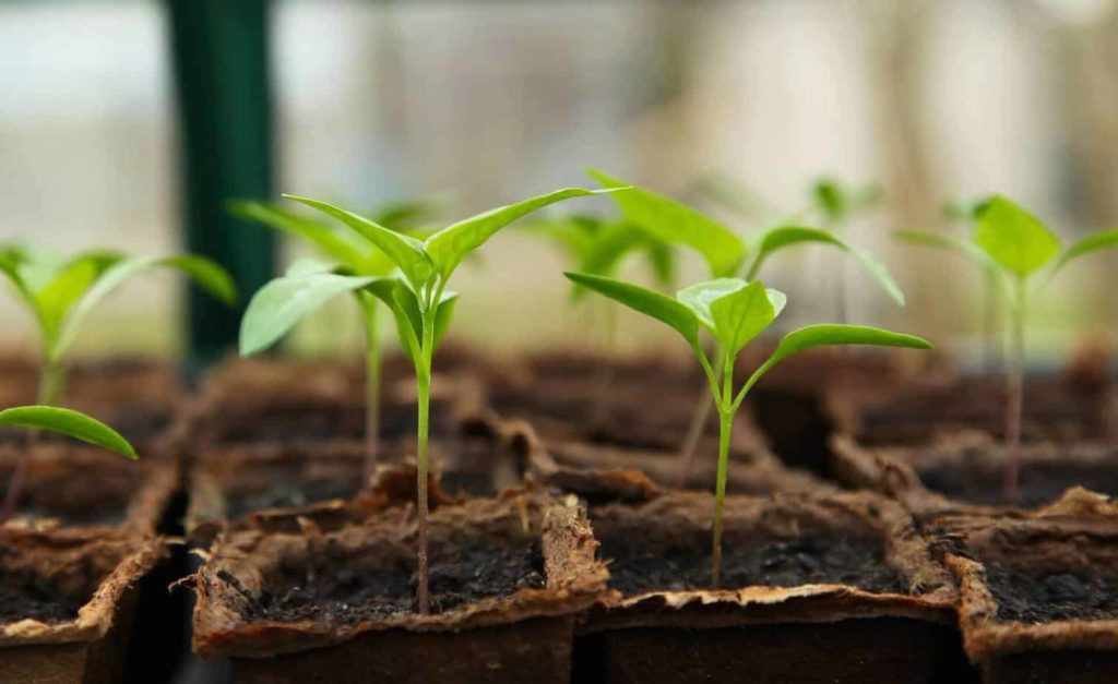 close up of seedlings sprouting in mini paper pots