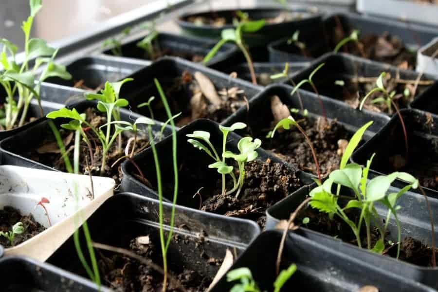 various seedlings sprouting in black plastic pots