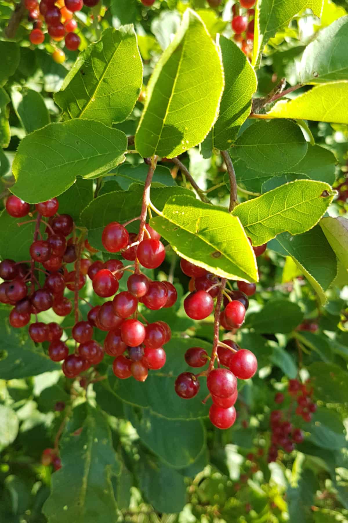 close up of unripe bright red chokecherries