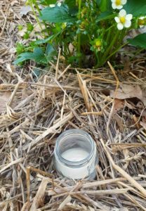 A yeast trap is a great natural slug deterrent.