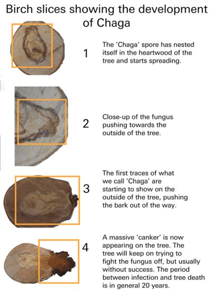 File:Chaga-development.png